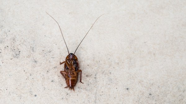 Les solutions naturelles pour éliminer les cafards